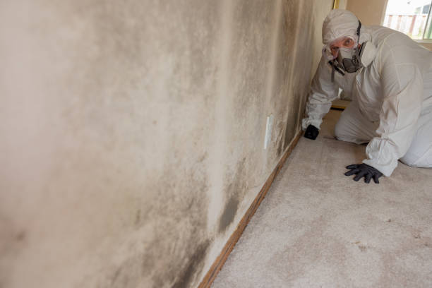 Best Emergency Mold Remediation  in Shallotte, NC